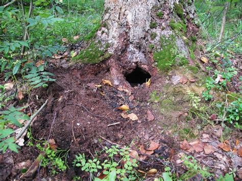 Animals Burrow Under Tree Roots In Forest Stock Photo Colourbox