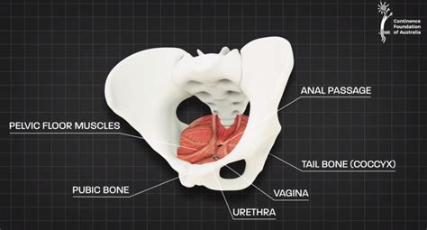 How To Strengthen Your Pelvic Floor Hamilton Health Sciences