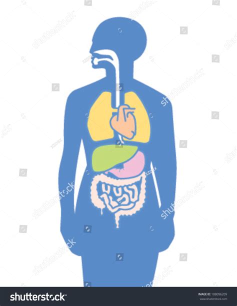Illustration Stylized Organs Inside Human Body Stock