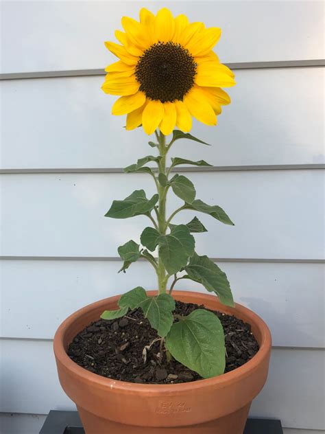 Growing Sunflower Plants In Containers Food Gardening Network