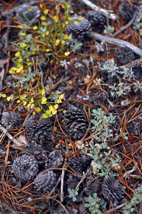 RiverWind-Photography — Lodgepole pine cones, pine needles, ground