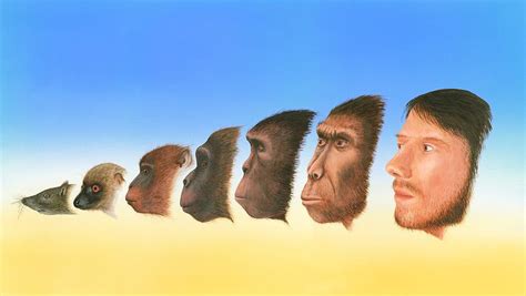 Human Evolution, Artwork Photograph by Richard Bizley