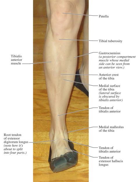 Human Anatomy For The Artist Anterior Leg Part 2 Its Lonely At The Top