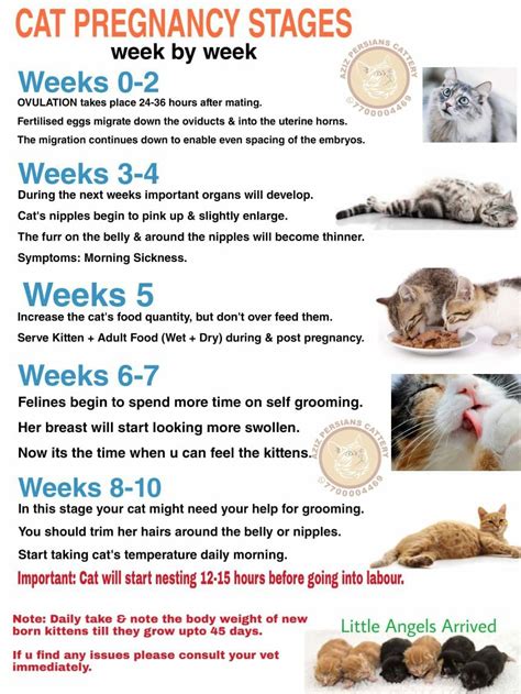 Cool 1 Week Cat Pregnancy Week By Week Pictures Ideas Peepsburghcom