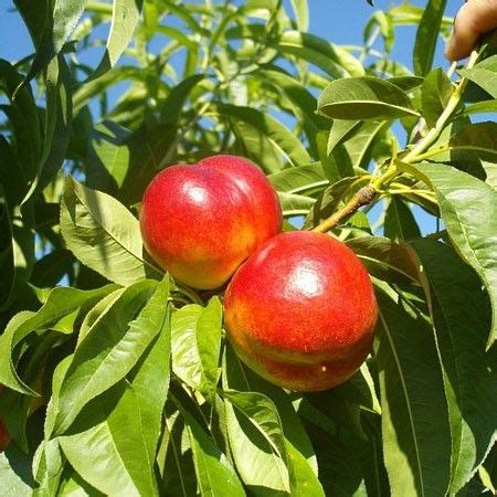 If you're exploring tree options for your lawn or garden, lowe's has you covered. Red Gold Nectarine trees | Fruit trees, Prunus, Nectarine