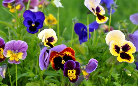 Flowers Pansies Wallpapers And Images Wallpapers