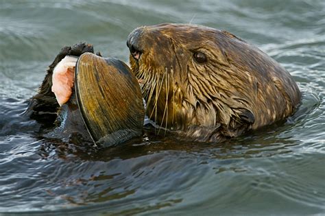 New Diseases Toxins Harming Marine Life