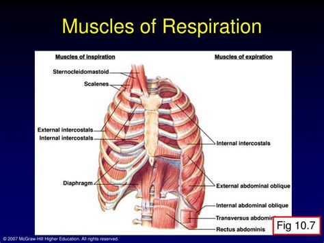 Ppt Chapter 10 Respiration During Exercise Powerpoint Presentation