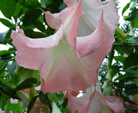 Chronicles Of A Love Affair With Nature Angel Trumpet Plants Love