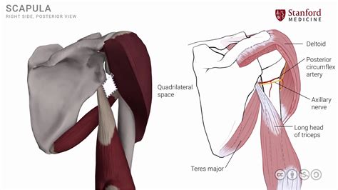 Anatomy Of The Upper Limb Shoulder Muscles Posterior View Youtube