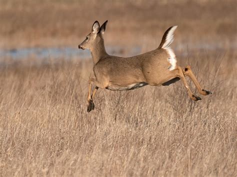White Tail Deer Mating Season Is Approaching The Baynet