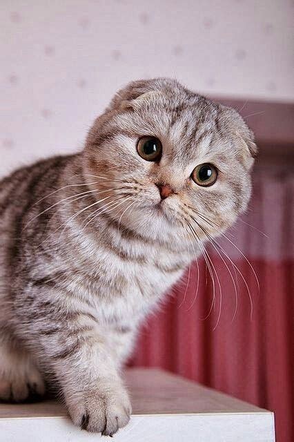 Scottish Folds Cats Cat Scottish Fold Scottish Fold