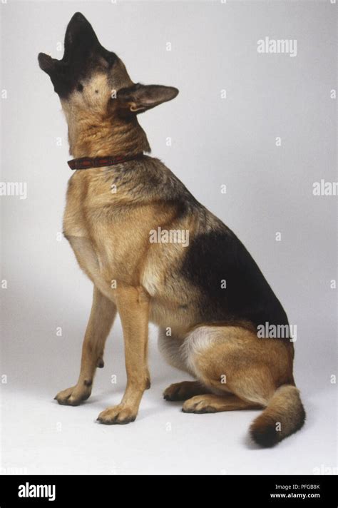 German Shepherd Dog Canis Familiaris Sitting And Raising Its Head To