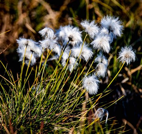 Cotton Grass A Tufut Of Cotton Grassarctic Cotton Clare Kines Flickr