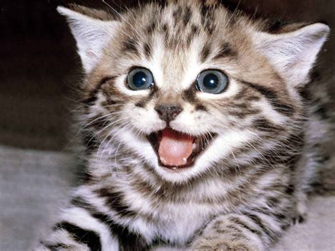 Cutest Cat Breeds Flipboard