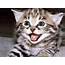 TOP 15 Really Cute Kittens  Amits IT Blog Latest Technology News