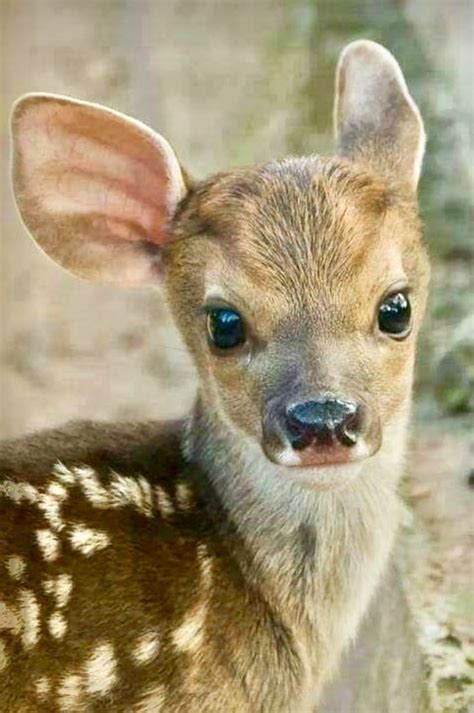 Small Big Eyed Fawn Its So Small I Suspect Its A Roe Deer Fawn