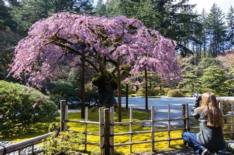 The Portland Japanese Garden Is One Of The Top 4 Nature Experiences In