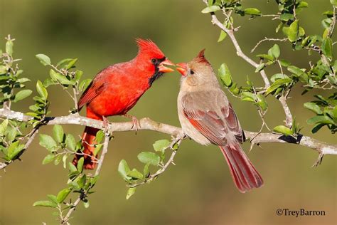 Cardinal Pair By Trey Barron 500px Beautiful Birds Pet Birds