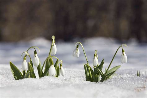 Snowdrops Galanthus Nivalis