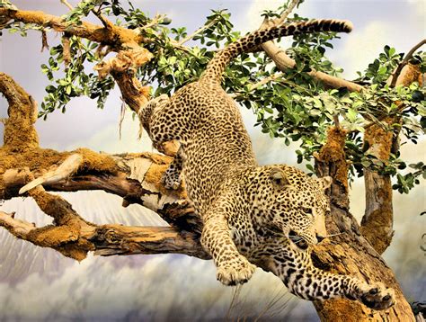 Leaping Leopard Photograph By Kristin Elmquist