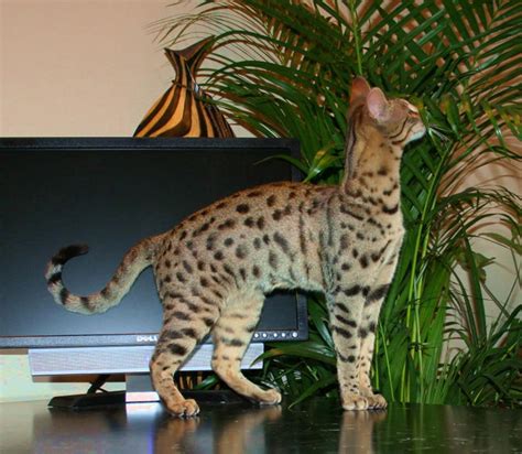 Hand raised & bottle feed baby cats and kittens. F4 Queens | F4 savannah cat | Select Exotics