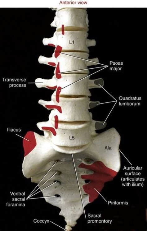 However, the spinal erectors travel the length of the entire spine. Pin on Regionalna