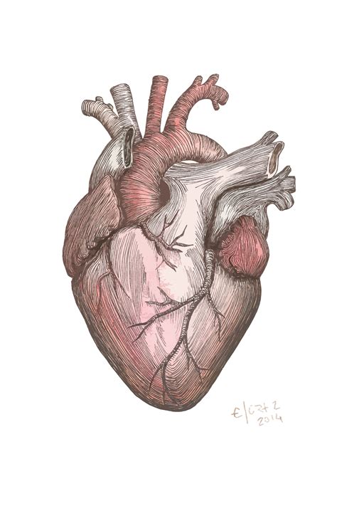 Heart Ilustration Edgar Ortiz Pintura Foto Retrato Human Anatomy