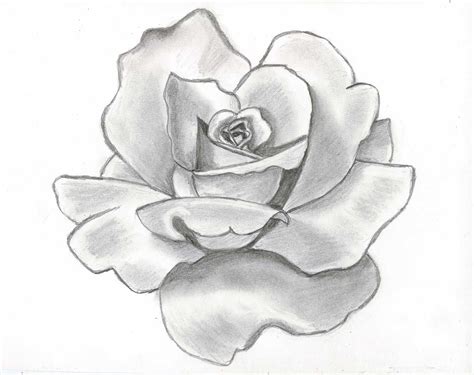 Flower Drawings In Black And White Roses Drawing Flower Drawing