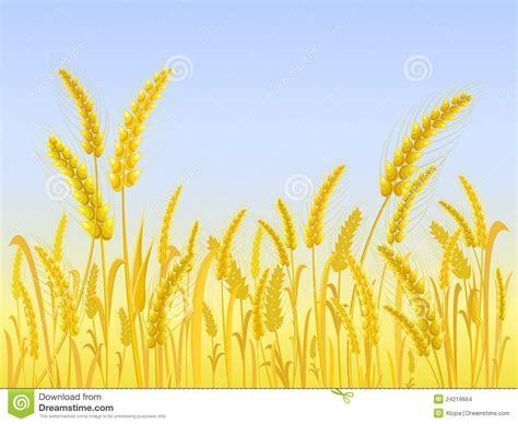 Wheat Field Clipart 20 Free Cliparts Download Images On Clipground 2024