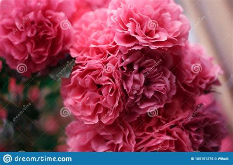 Pink Roses Background Of Blooming Roses Garden Of Roses Nature Stock