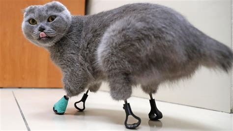 Cat With 4 Frostbitten Paws Gets New Feet Made Of Titanium Live Science