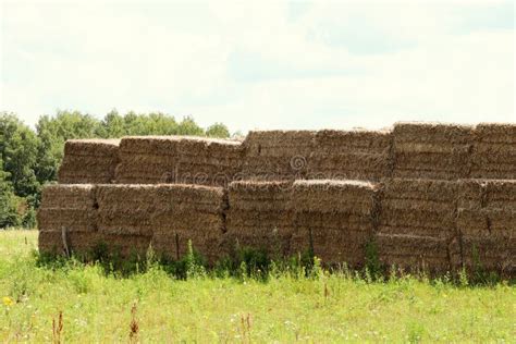 Haystack Group Hay Bale Agricultural Farm With Dry Grass Hay Heap