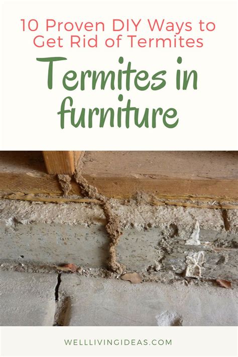 Termites are often confused with ants, as they have a similar size, shape, and body structure. Fortunately, there are natural ways to kill termites yourself. These methods are effective and ...