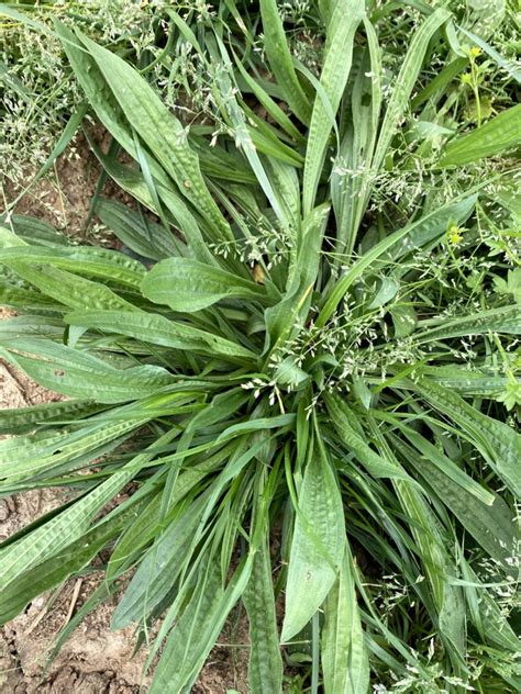Plantain Weed Identification