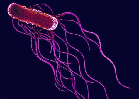 Typhi has a monophyletic population structure, indicating that typhoid in humans is a relatively new disease. Bioseguridad: Laboratory-acquired infections of Salmonella ...