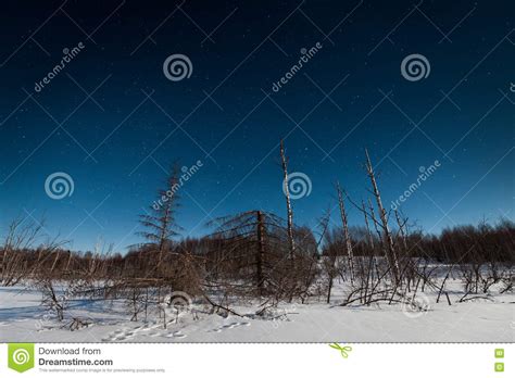 Starry Winter Landscape Stock Photo Image Of Eternal
