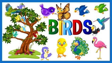 Birds Kids Learn Birds Names For Kids Video Flash Cards