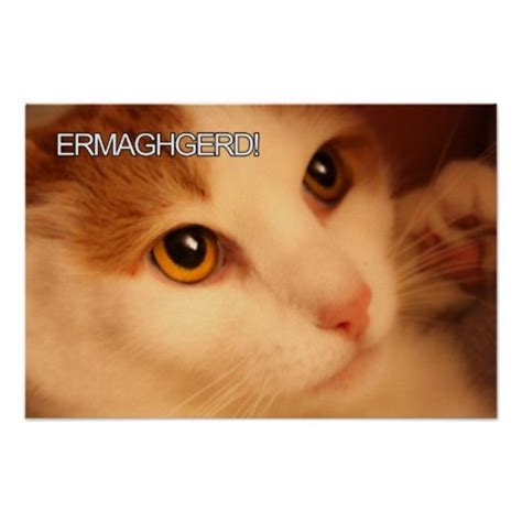Ermahgerd Cute Orange Cat Poster Zazzle Orange Cat Cat Posters Cats