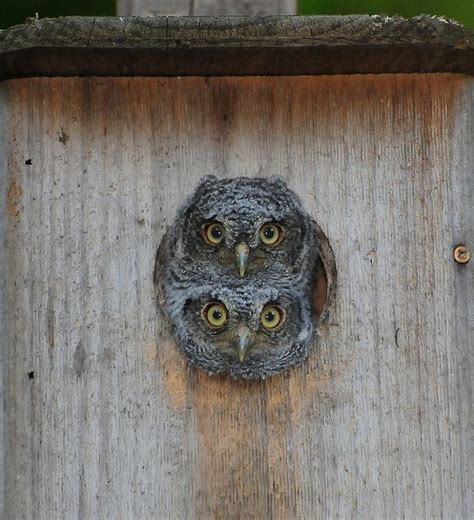Owlhouse plans001 copy owl nest box owl nesting owl house. eastern screech owl | Eastern Screech Owl House Plans http ...