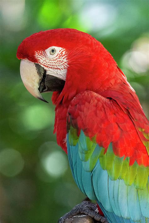 Beautiful Exotic Tropical Red Parrot Bird In The Bird S Park Photograph