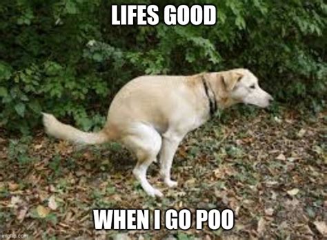 Dog Pooping Memes Imgflip