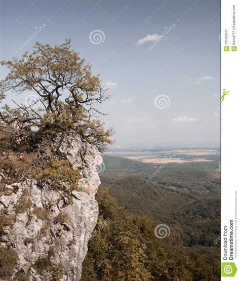 Tree Growing On Mountain Rock Cliff Stock Image Image Of Landscape
