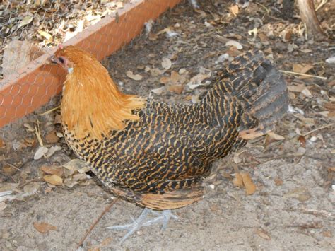 Coccidia is an intestinal parasite that can affect many species including cats. HELP! signs and symptoms of coccidiosis? | BackYard Chickens