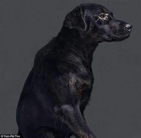 Photographer Yun Fei Took Portraits Of Stray Dogs Taken