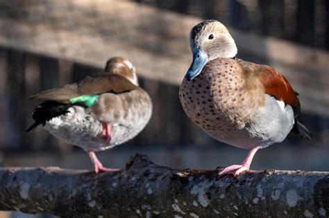 Animal Of The Month Ringed Teal Duck Life Springs Farm And Aviary