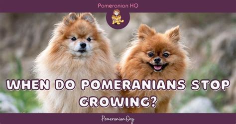 When Do Pomeranians Stop Growing When Do Pomeranians Reach Paw Some