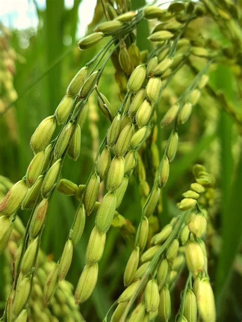 Check spelling or type a new query. Free Images : paddy, field, crop, rice, india, grass ...