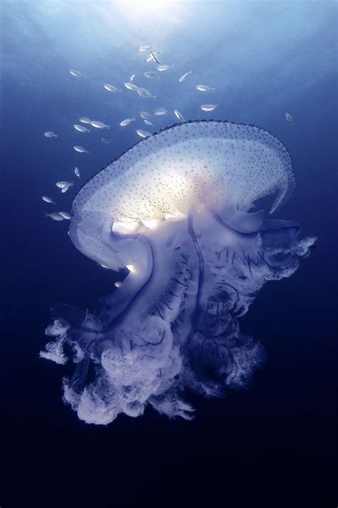 Magnificent Jellyfish Vida Animal Fauna Marina Beautiful Sea