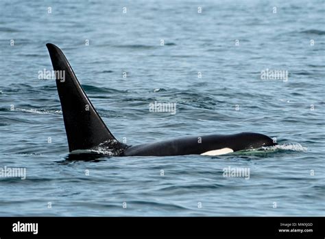 Killer Whale Orca Pod Orcinus Orca Resurrection Bay Kenai Fjords